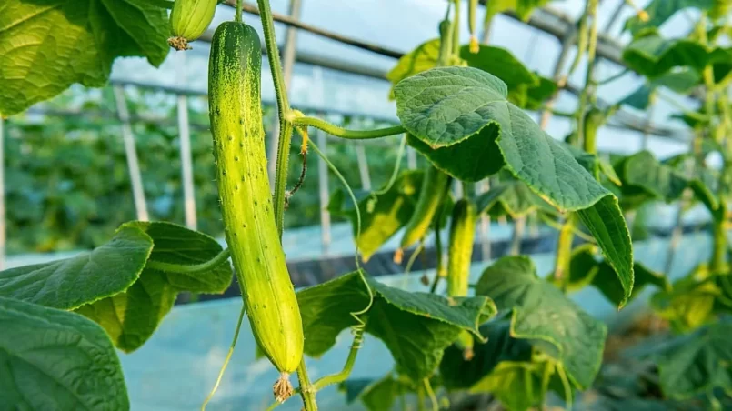 Yellow cucumbers