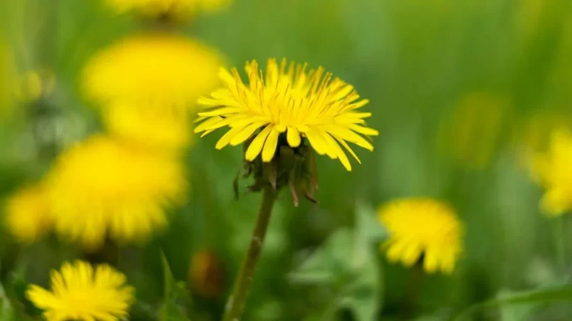 Yellow dandelion flowers