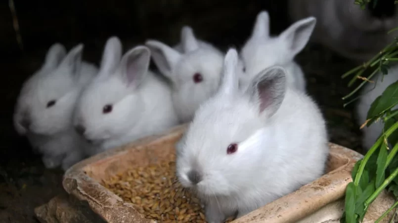 Young Californian breed rabbits