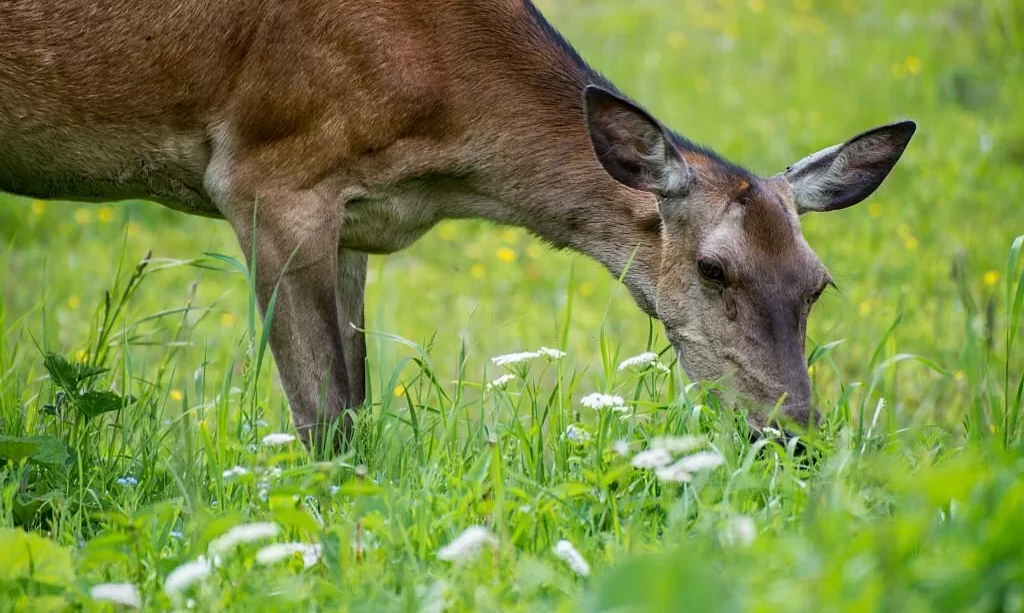 Young deer grazing on the meadow