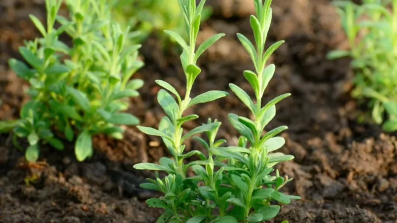 Young lavender seedlings grown in the garden