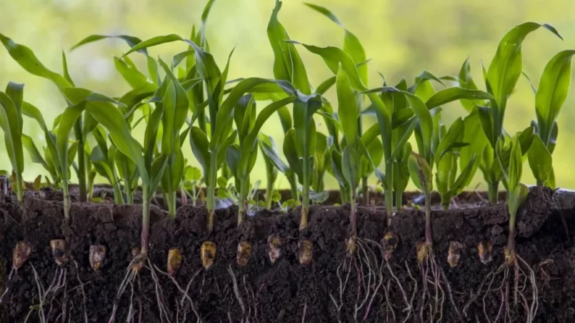 Young shoots of corn with roots