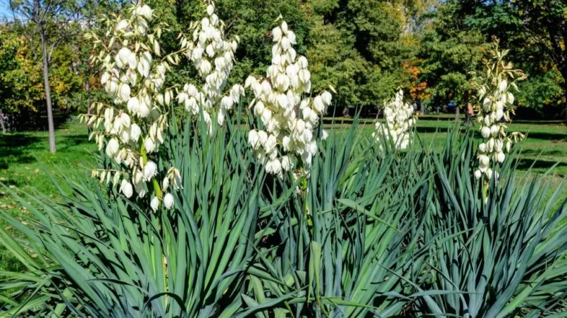 Yucca filamentosa plant