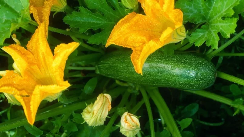 Zucchini plant