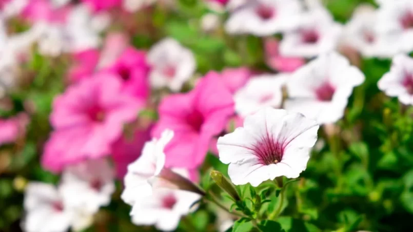 ampelous petunia flowers