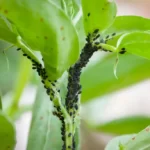 Black fly (black bean aphids)