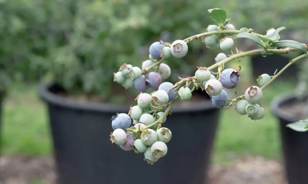 branch of ripening blueberries