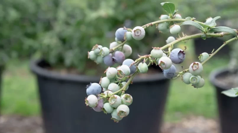 branch of ripening blueberries