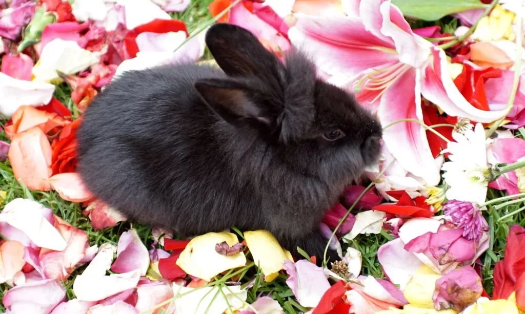 bunny on a bed of rose petals in the grass