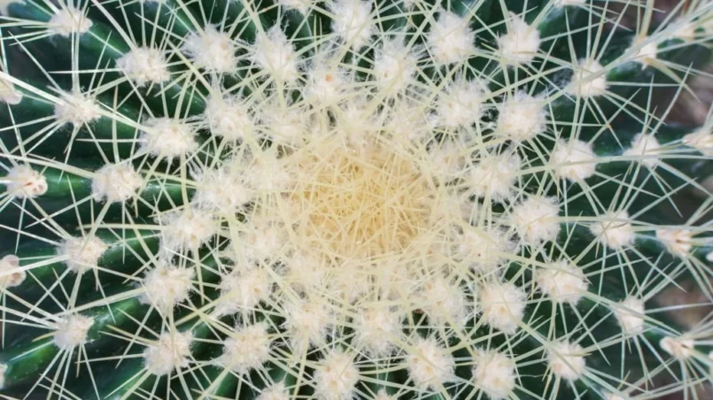 Cactus needles