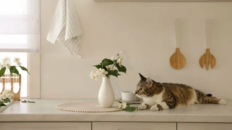 cat near jasmine flowers on countertop in kitchen