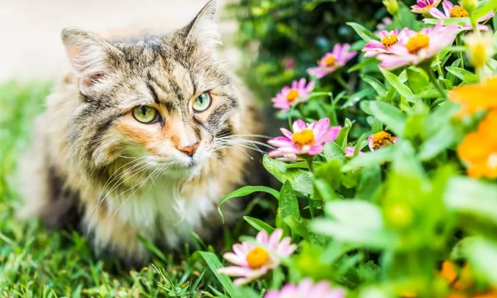 cat outside near zinnia flowers in summer garden