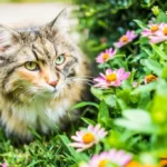 cat outside near zinnia flowers in summer garden