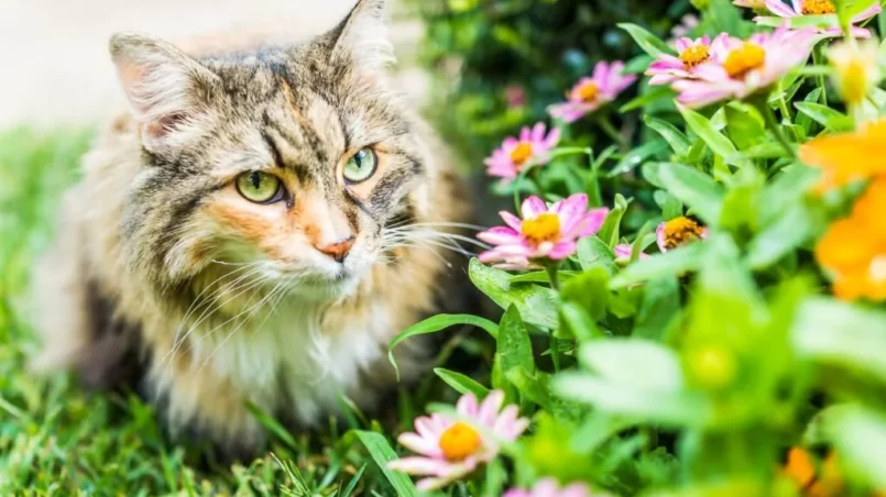 cat outside near zinnia flowers in summer garden