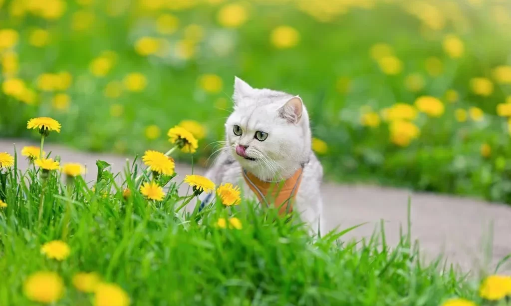 cat sits in the spring on the grass with yellow dandelions