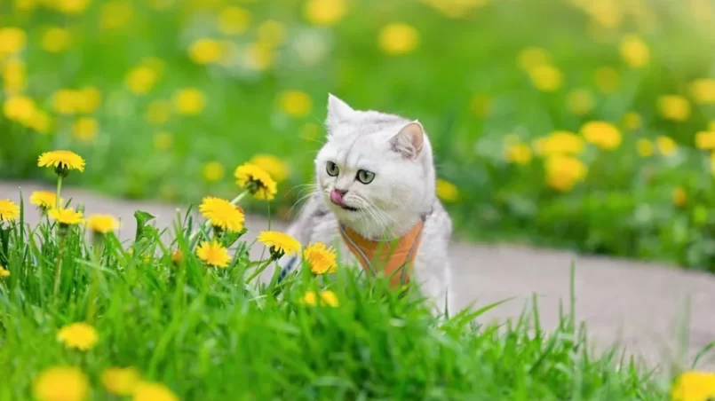 cat sits in the spring on the grass with yellow dandelions