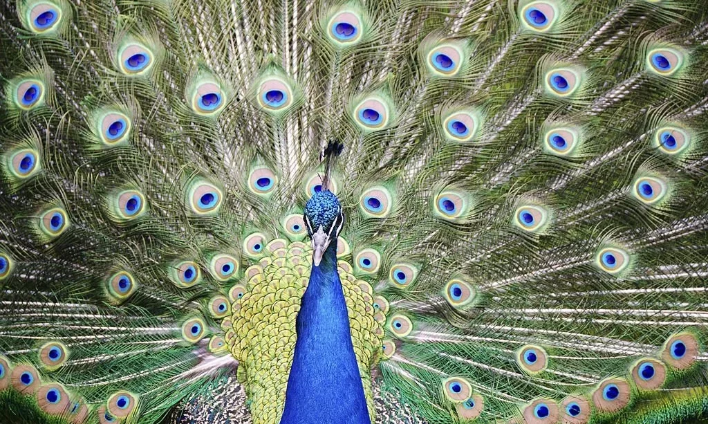 close-up of a male peacock showing its plumage during a mating