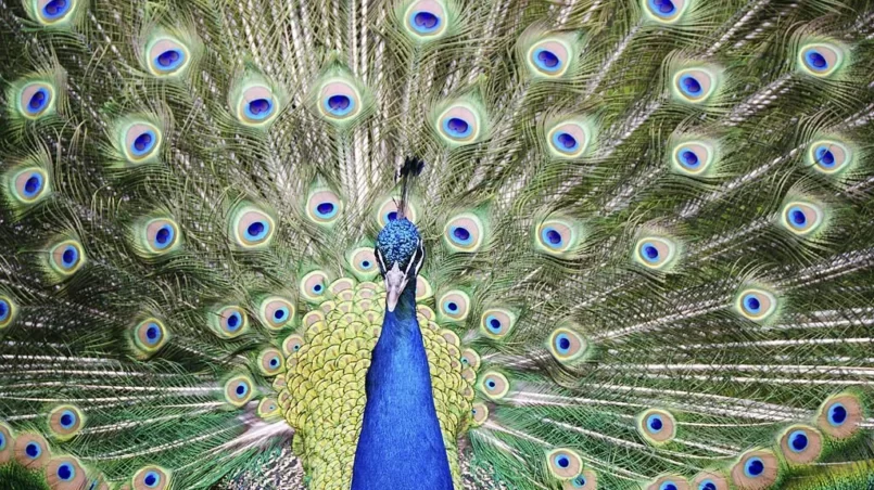 close-up of a male peacock showing its plumage during a mating