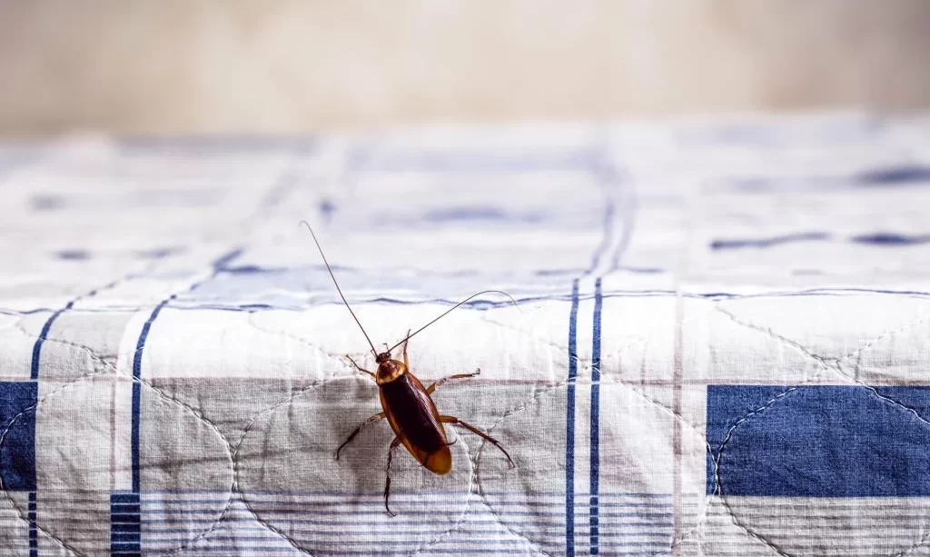 cockroach climbing on a clean bed