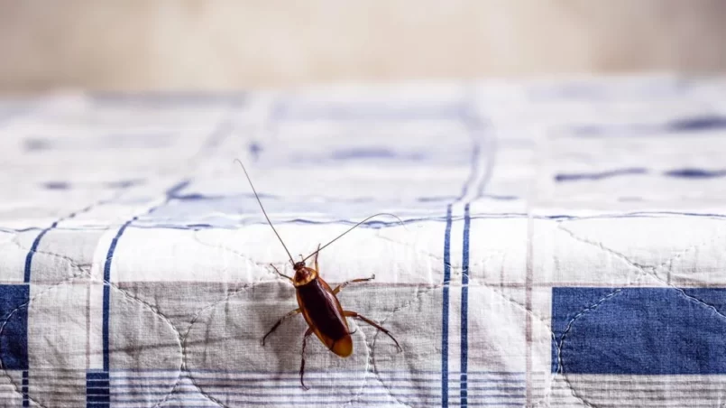 cockroach climbing on a clean bed