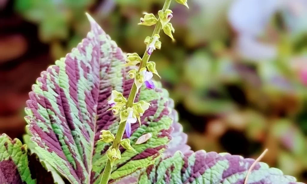 coleus barbatus with seeds