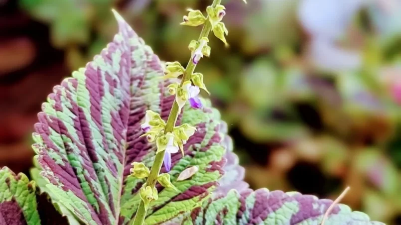 coleus barbatus with seeds