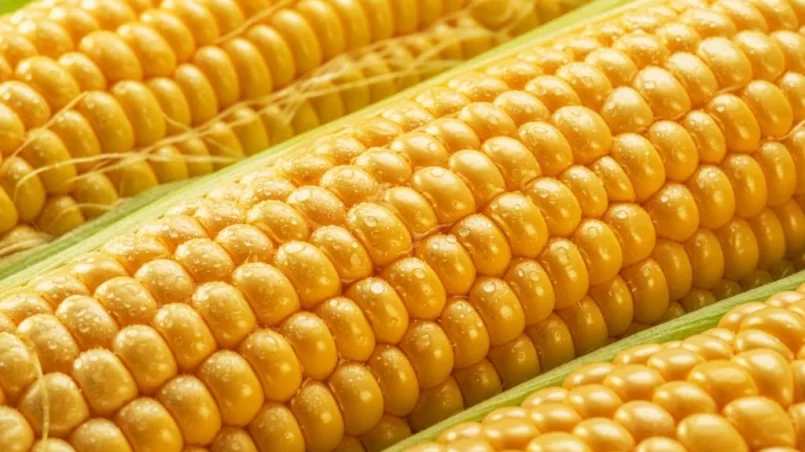 Corn