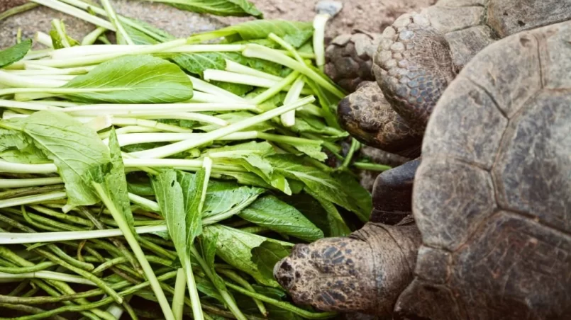 couple of turtles having lunch - spinach and French beans