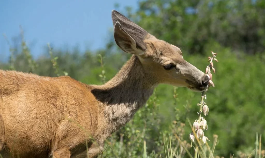 deer eats yucca cactus blossoms