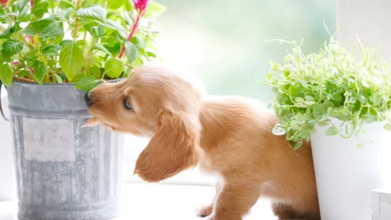 dog eating celosia