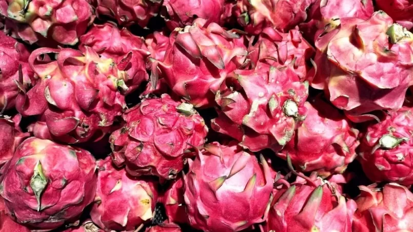 dragon fruit