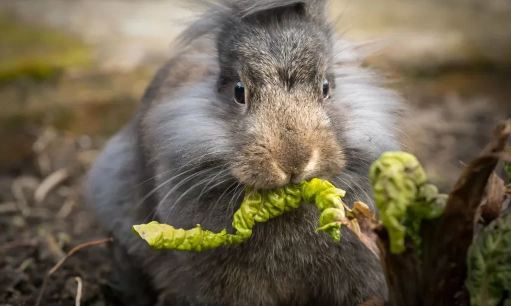 dwarf rabbit eating a leaf