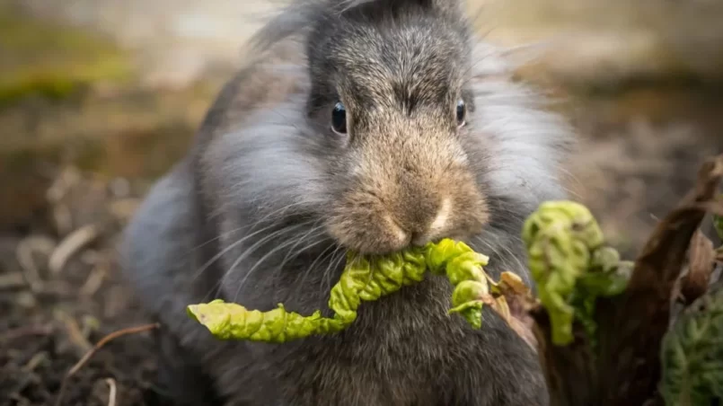 dwarf rabbit eating a leaf