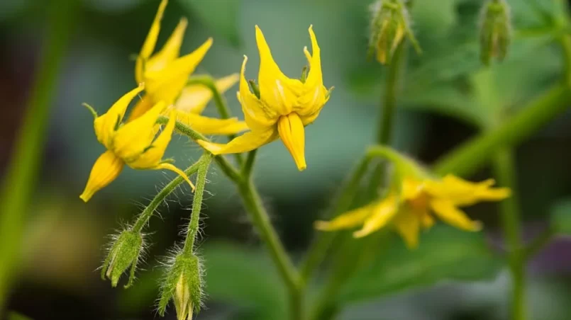 flowers of blooming tomato