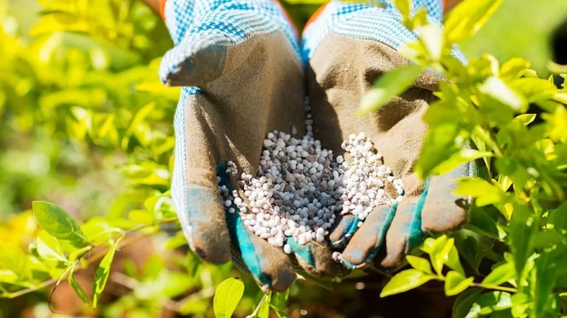 garden fertilizer on gardeners hand