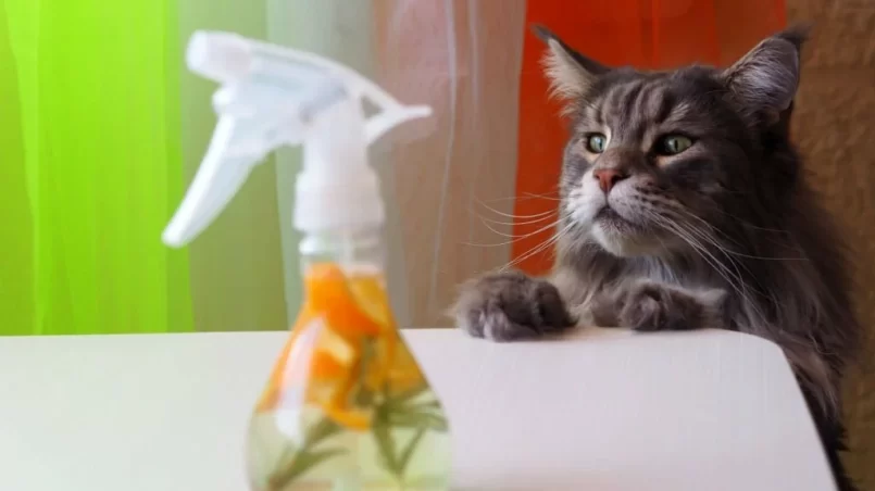 gray cat looks at a bottle of homemade eco-friendly detergent