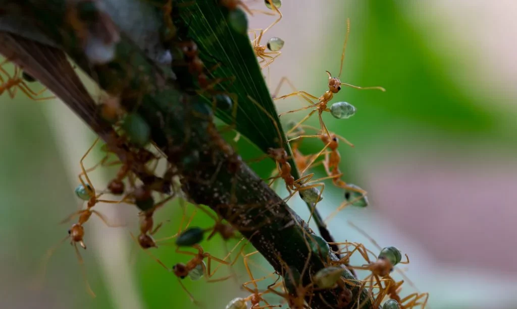 Green ants maintaining their nest