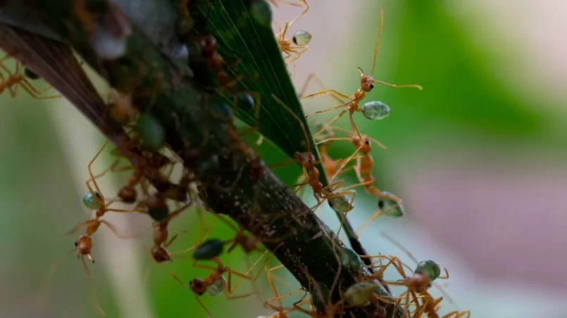 Green ants maintaining their nest