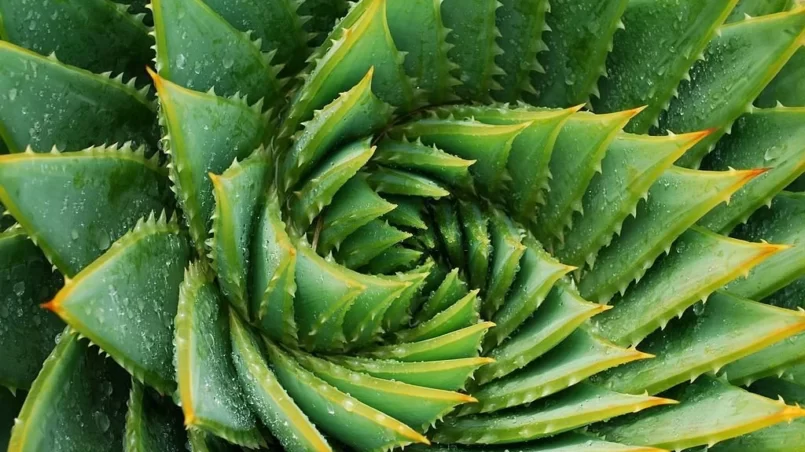 Green succulent plant (Aloe Polyphylla)