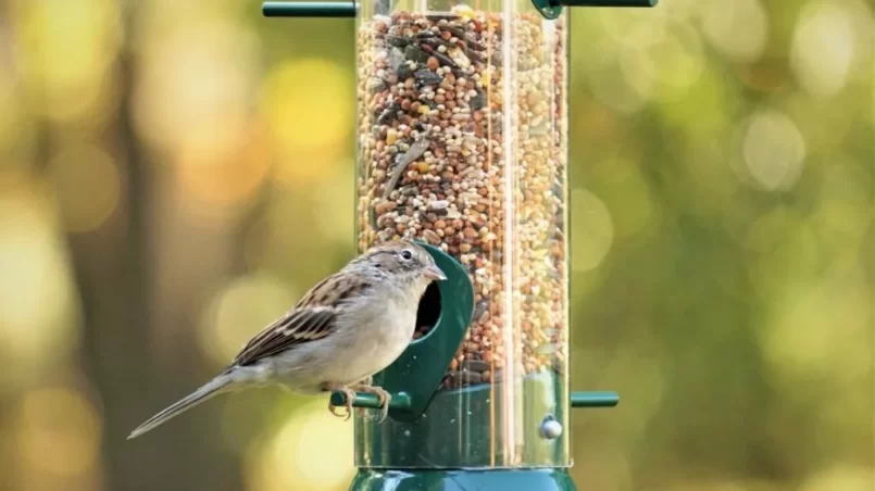 house sparrow (Passer domesticus) perching on the bird feeder