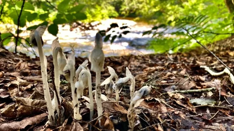 Indian Ghost Pipe