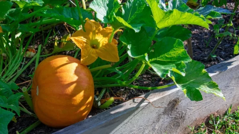 lose-up of a pumpkin plant growing in a raised bed garden with healthy leaves