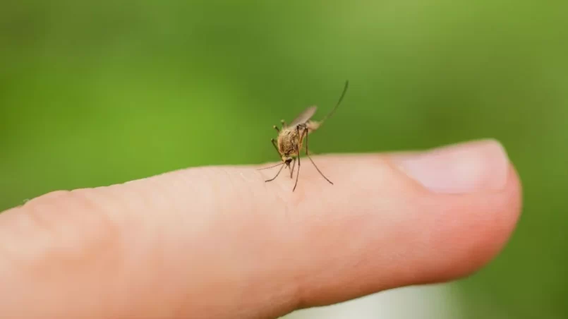 mosquito drinks blood on a finger