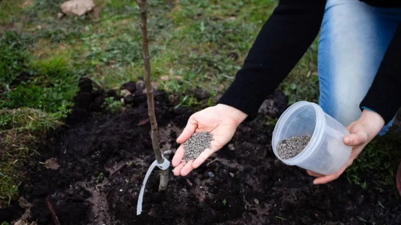 natural organic fertilizer for fruit tree