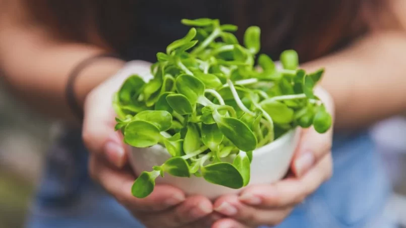 organic green sunflower sprouts