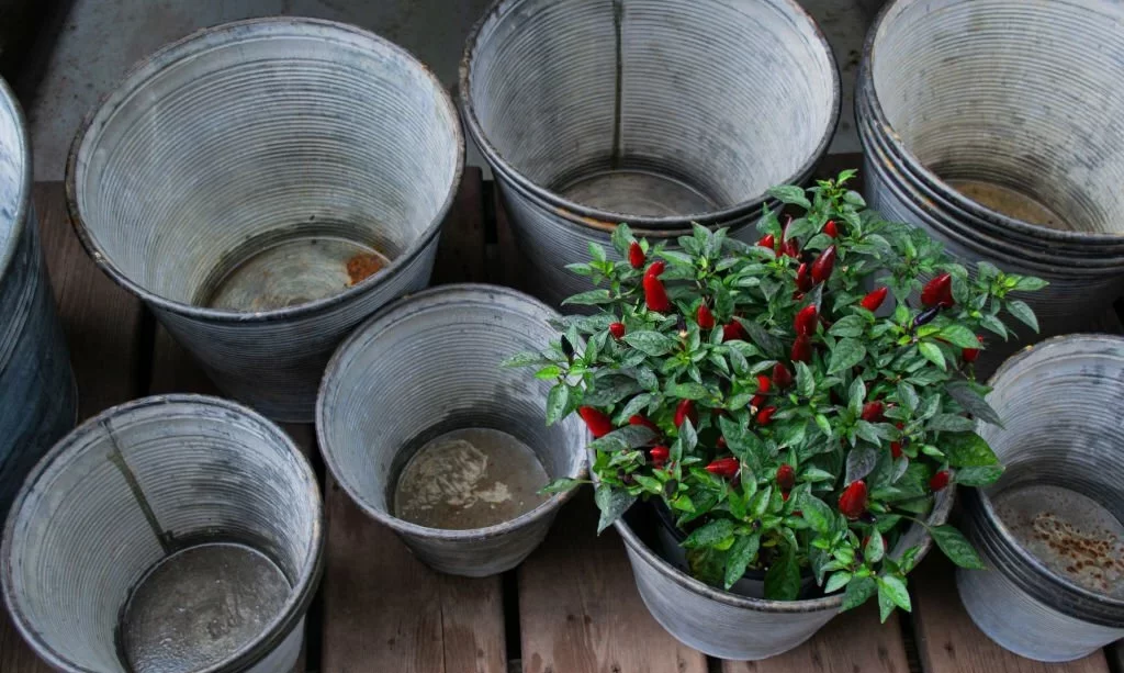 pepper bush with small red peppers near empty buckets