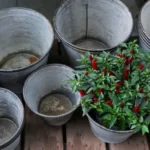 pepper bush with small red peppers near empty buckets