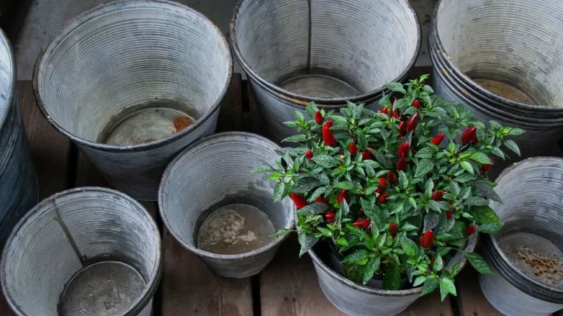 pepper bush with small red peppers near empty buckets