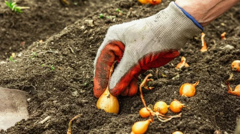 planting little onions in to the soil in spring