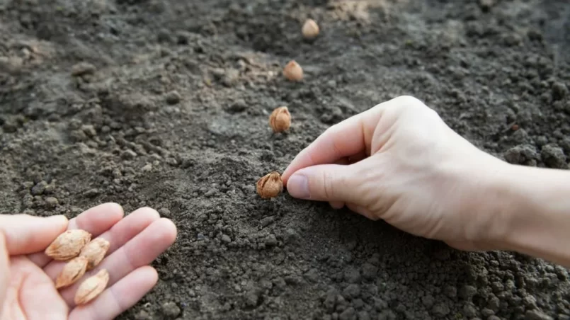 planting seeds in ground